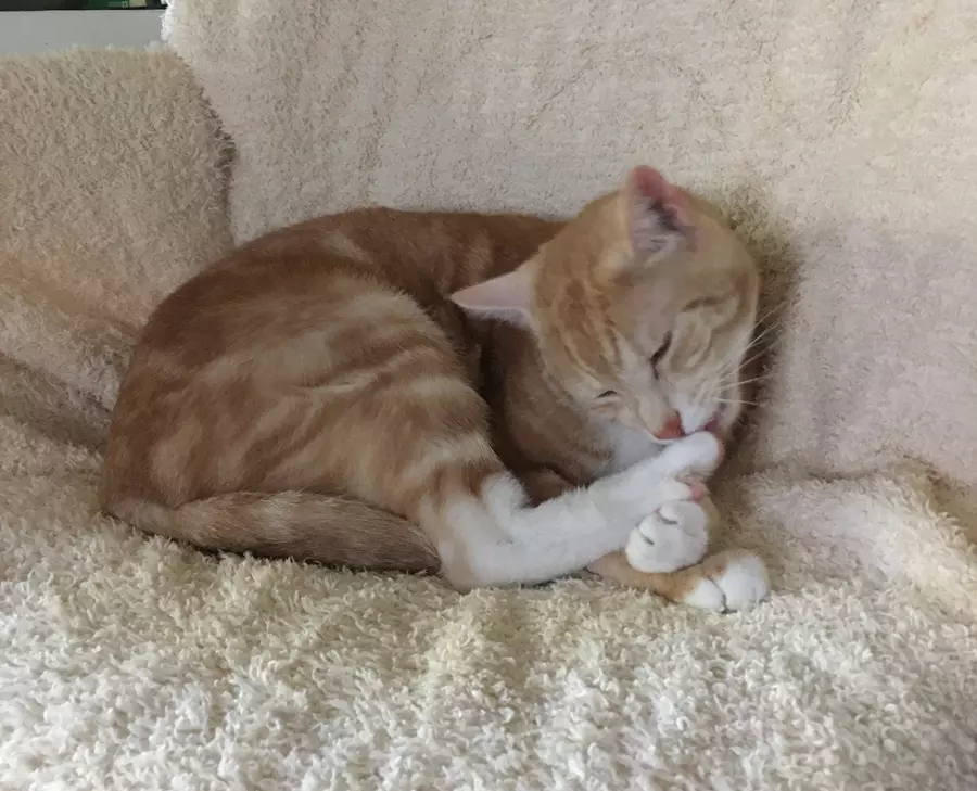 Sam's ginger cat Rad cleaning his toes